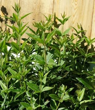 Flower Seeds, Seeds for Planting, Plant Seeds