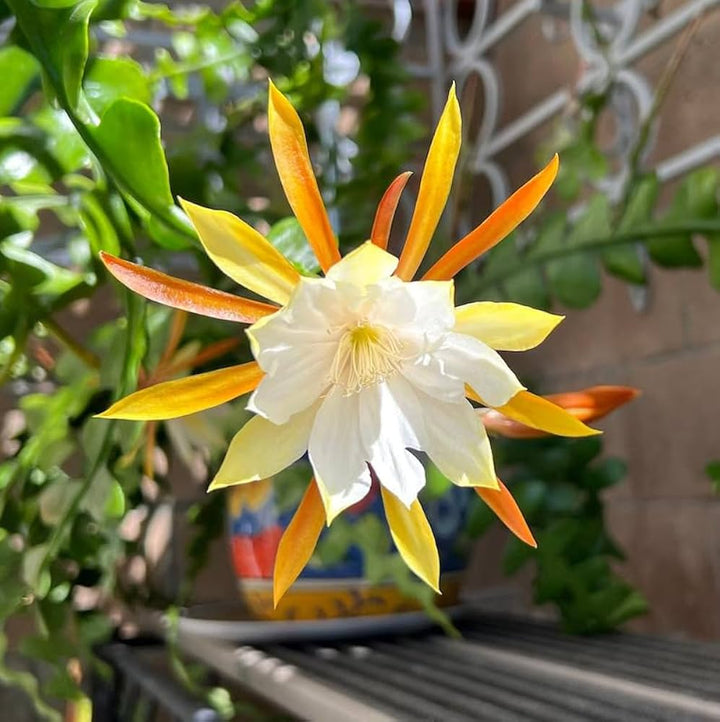 Heirloom Non-GMO Epiphyllum Flower Seeds for Planting – Exotic Night-Blooming Cactus Seeds