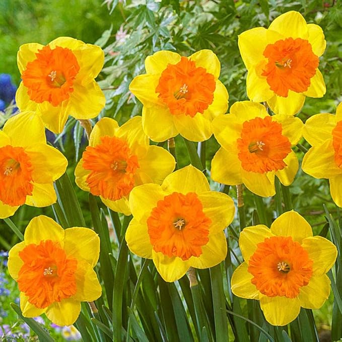 Yellow Double Daffodil Flower Seeds for Planting 100 pcs