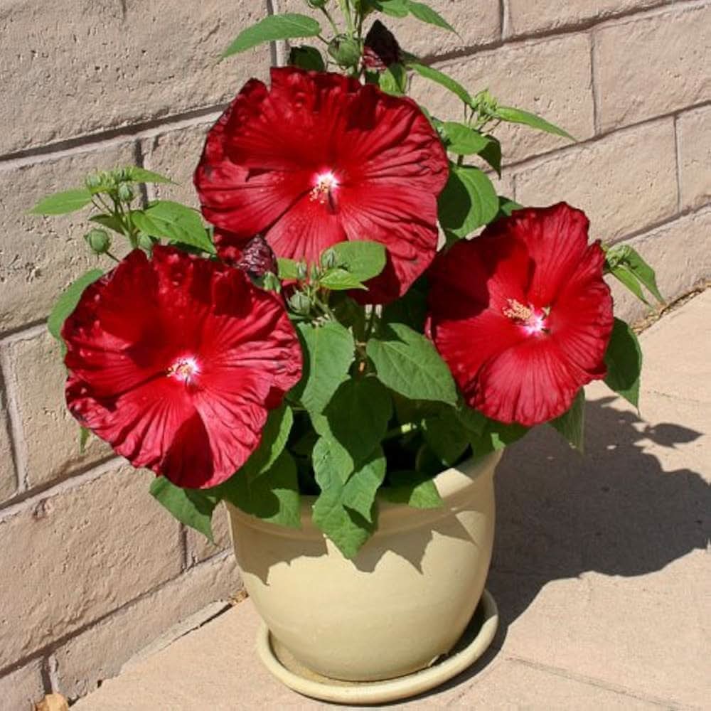 rosemallow hibiscus flower seeds