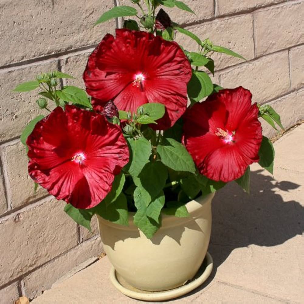 scarlet rose flower seeds