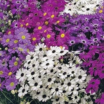 Flower Seeds, Seeds for Planting, Plant Seeds