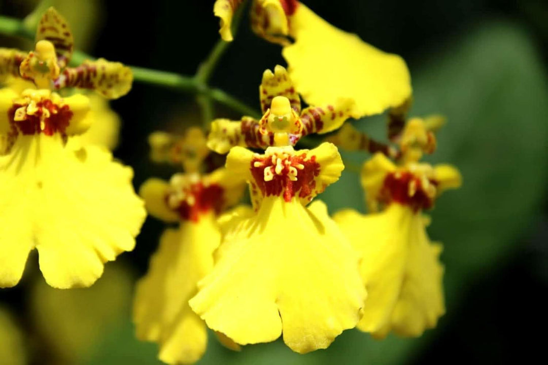 oncidium flower flower seeds
