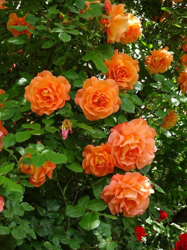 Dark Orange Climbing Rose Seeds for Planting – Heirloom, Non-GMO, High Germination Garden Flower Seeds