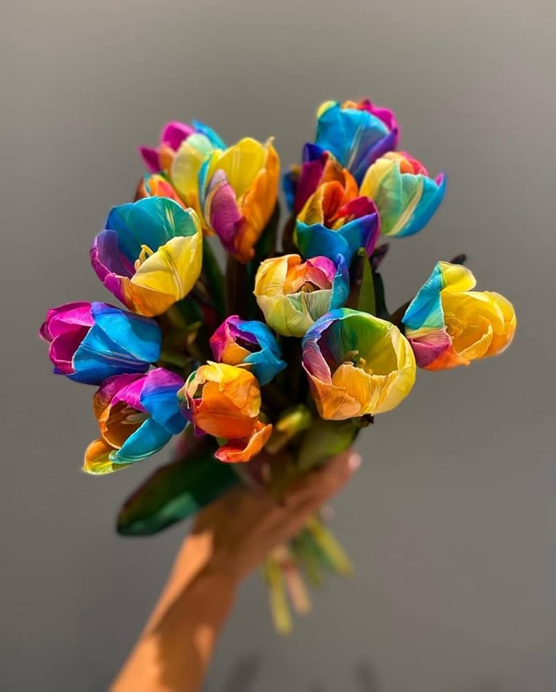 rainbow tulip flower seeds