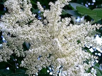 white sumac flower seeds