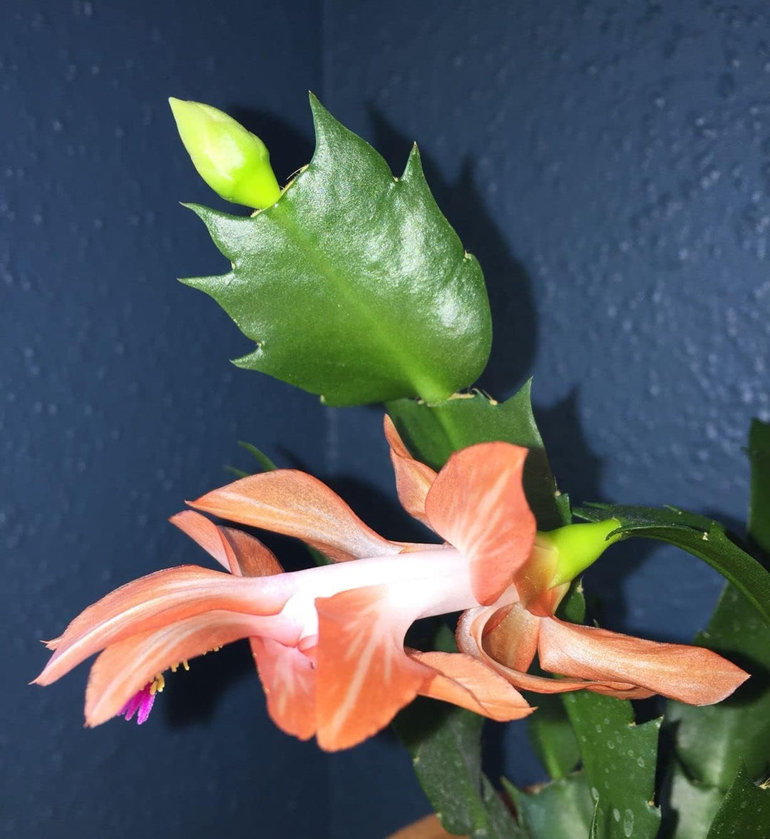 plant a peach seed indoors Heirloom Non-GMO Schlumbergera Peach Flower Seeds – Indoor Cactus Seed – Neeraseeds