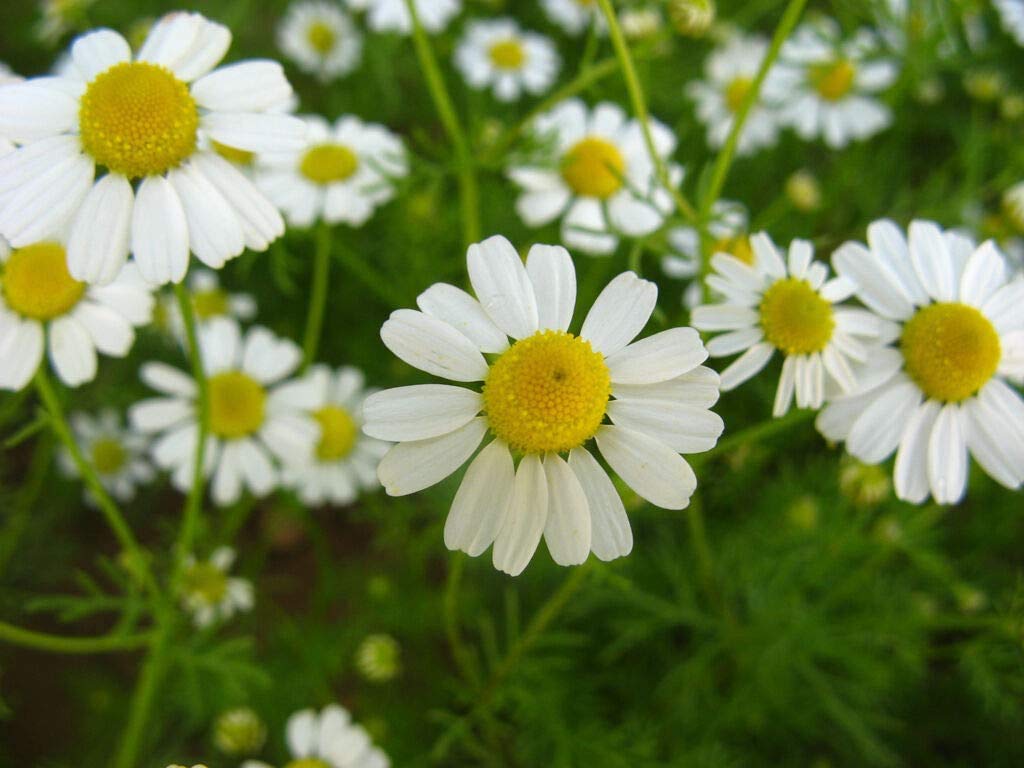 Chamaemelum blomsterfrø til udplantning, 100 stk