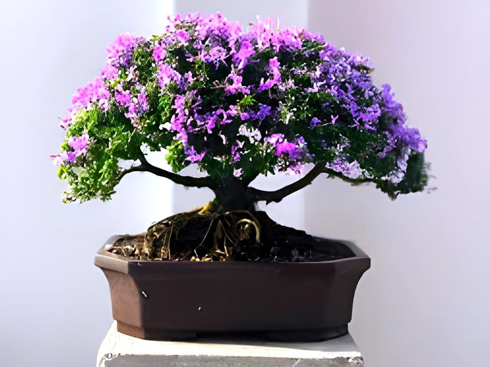 bonsai flower tree price Heirloom Bonsai Tree Seeds – Non-GMO Mini Trees – Neeraseeds