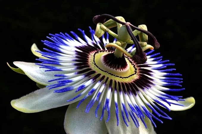 blue exotic flower seeds