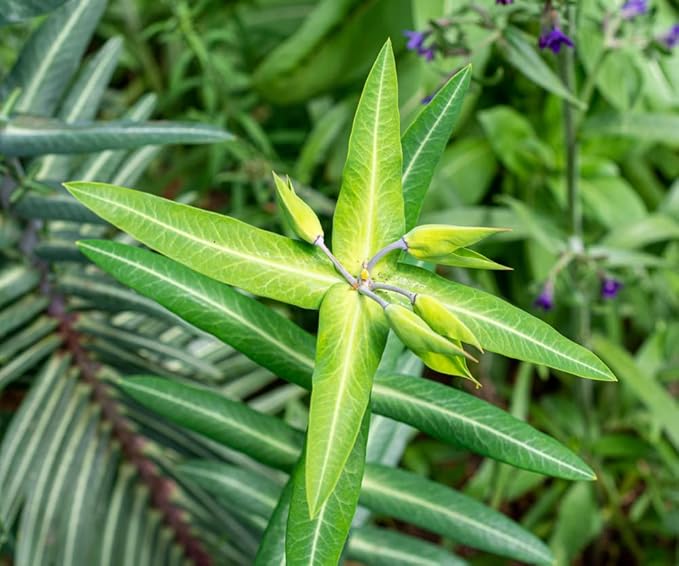 Heirloom Euphorbia Lathyris Flower Seeds for Planting, Non-GMO, Healthy and Vibrant Blooms
