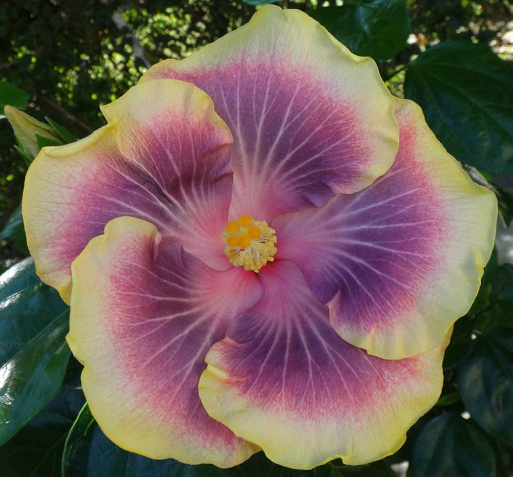 yellow purple flower seeds
