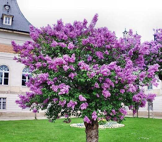 Lavender Lady Lilac Flower Seeds for Planting – Non-GMO, Heirloom, High Germination Organic Garden Seeds