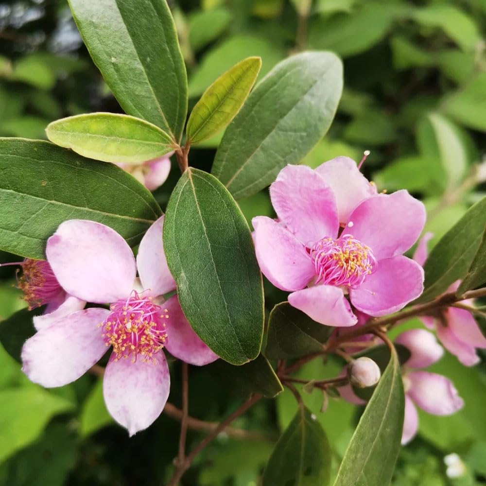rhodomyrtus tomentosa flower seeds