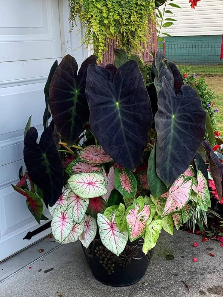 Caladium Bicolor White Mix Flower Seeds for Planting 100 pcs