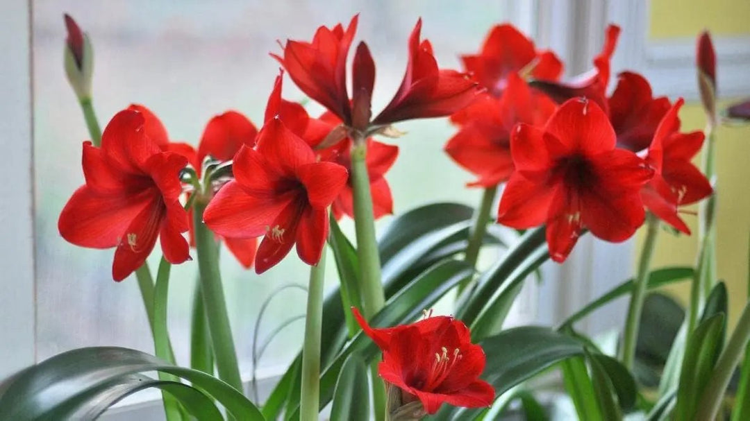 amaryllis flower flower seeds