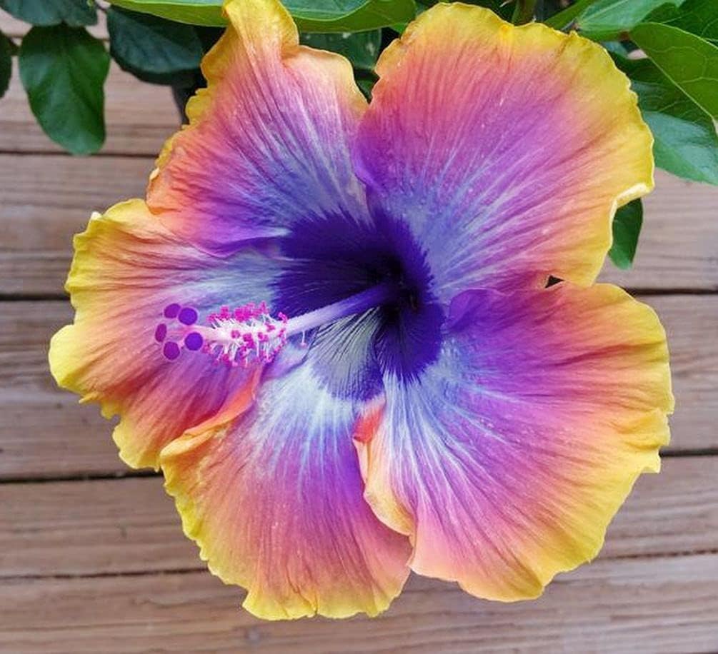 mix hibiscus flower seeds