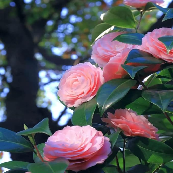 Heirloom Non-GMO Pink Camellia Flower Seeds for Planting – Fresh and Vibrant Blooms