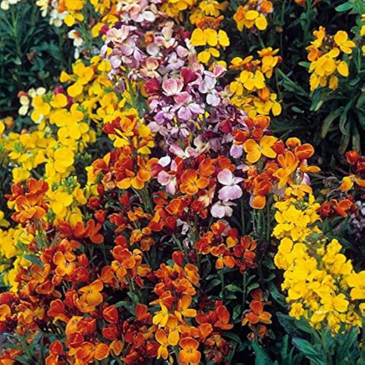 Wallflower Sunset Flower Seeds for Planting – Heirloom &amp; Non-GMO Fragrant Blooms for Borders, Pollinator Gardens &amp; Cottage Landscapes
