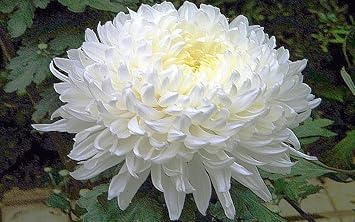 Flower Seeds, Seeds for Planting, Plant Seeds