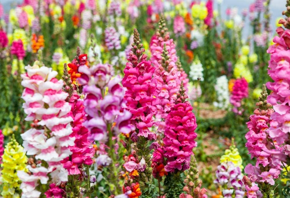 Mixed Snapdragon Flower Seeds for Planting - 100 pcs