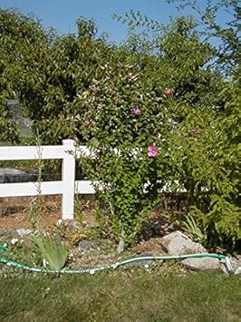 Flower Seeds, Seeds for Planting, Plant Seeds