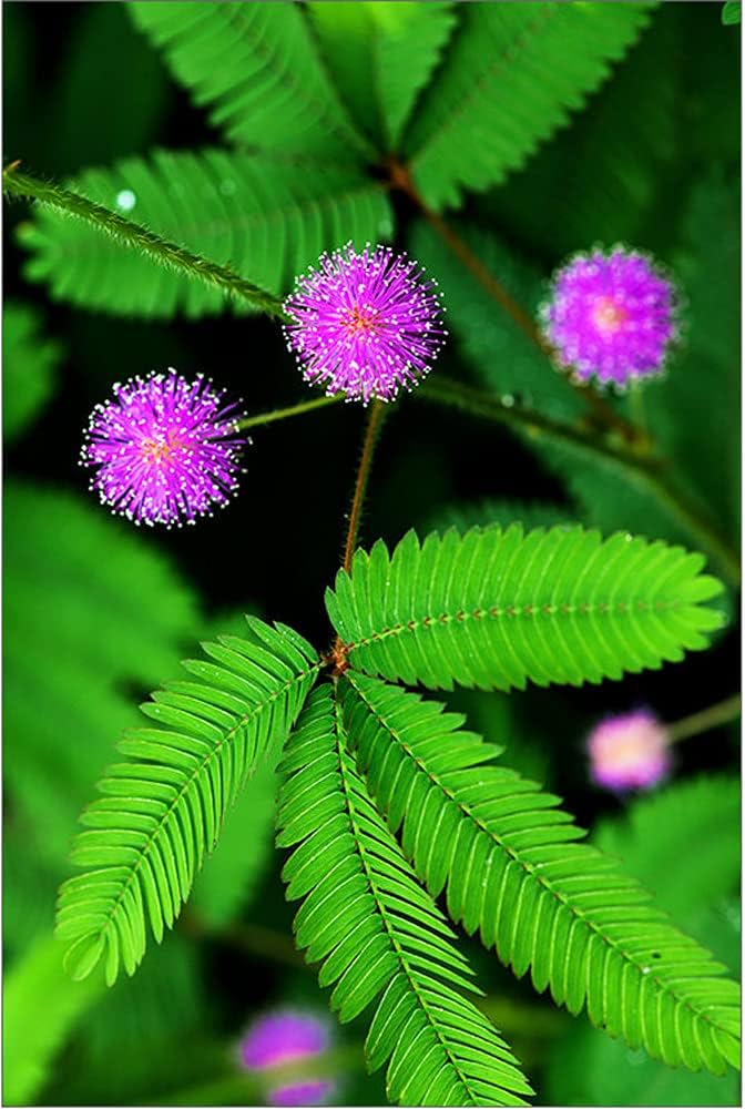 Heirloom Non-GMO Mimosa Pudica Flower Seeds for Planting – Sensitive Plant with Touch Response, High Germination