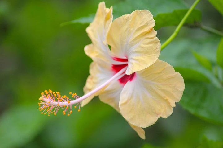 Lys orange Hibiscus Blomsterfrø - 100 stk