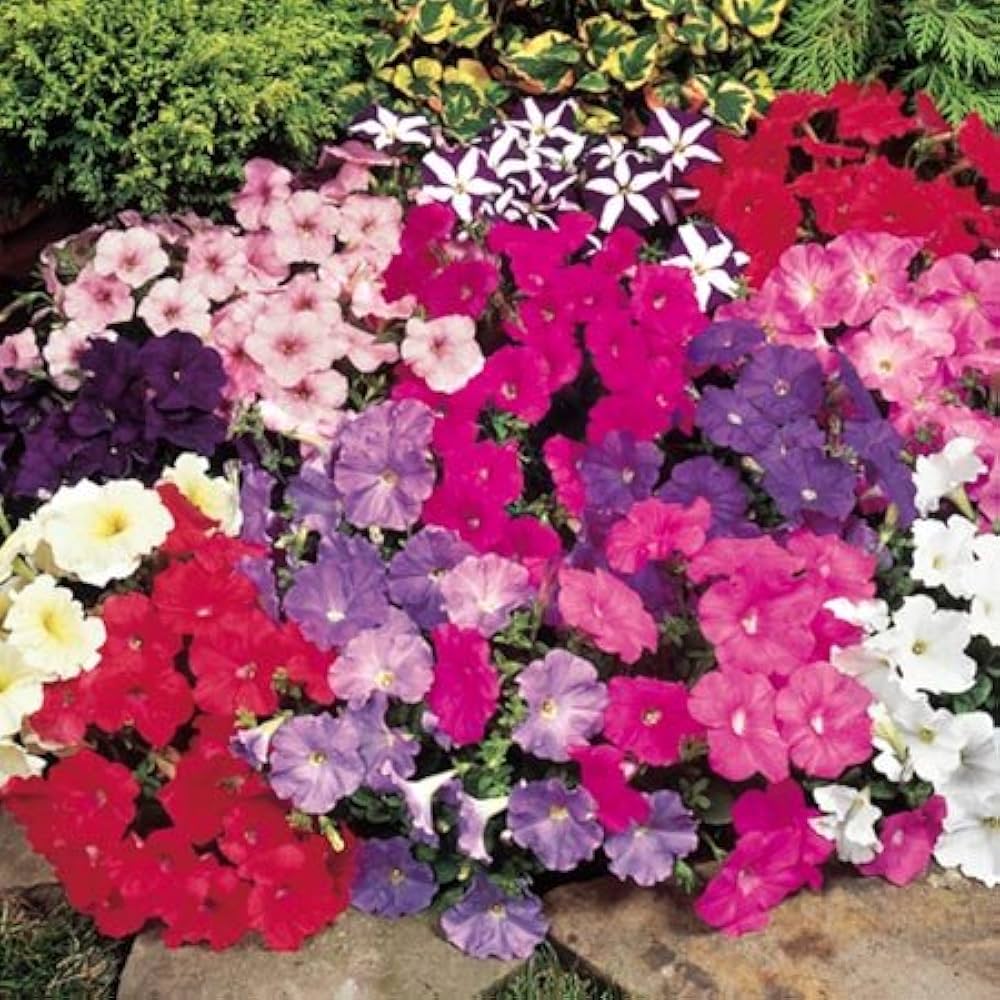 petunia perennial flower seeds