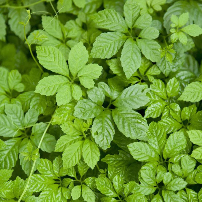 Gynostemma Grønne Plantefrø til Plantning 100 stk