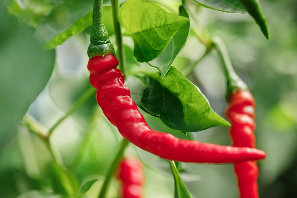 Pepper Plant Seeds for Planting, 100 pcs