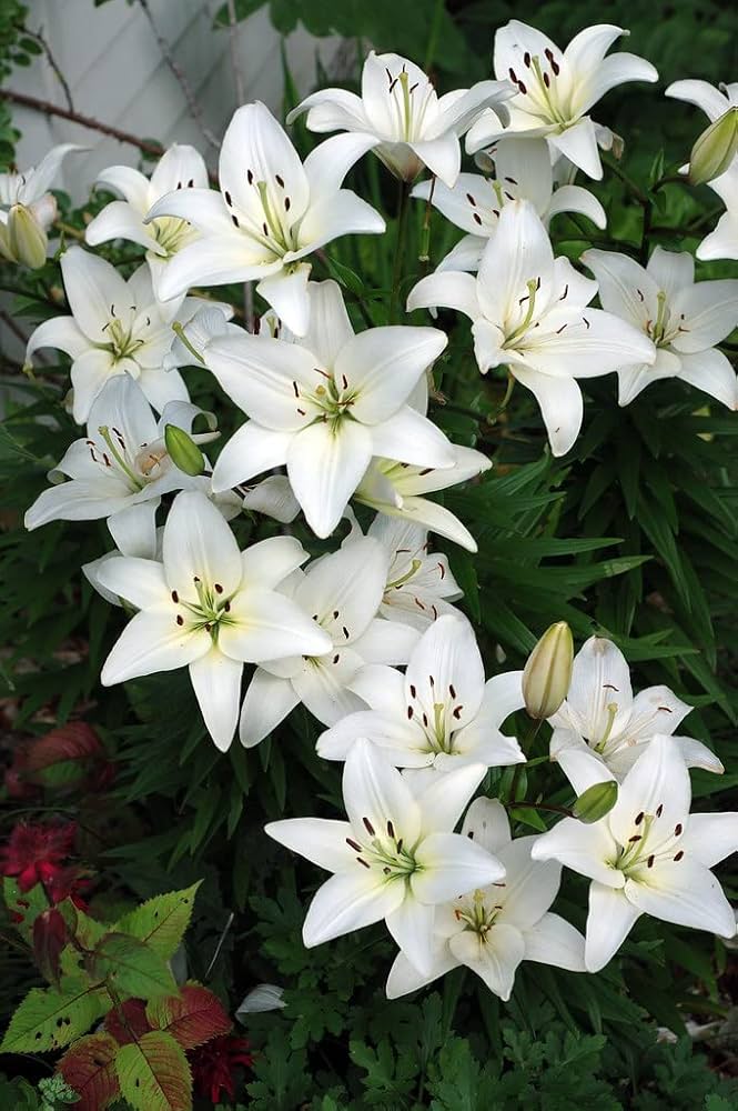 blue heart flower seeds