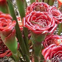 red green flower seeds