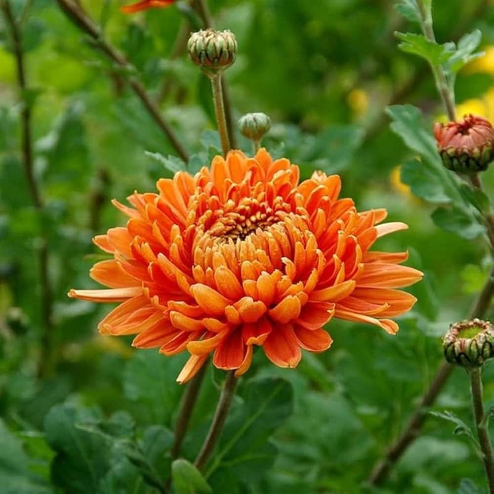 chrysanthemum chrysanthemum flower seeds
