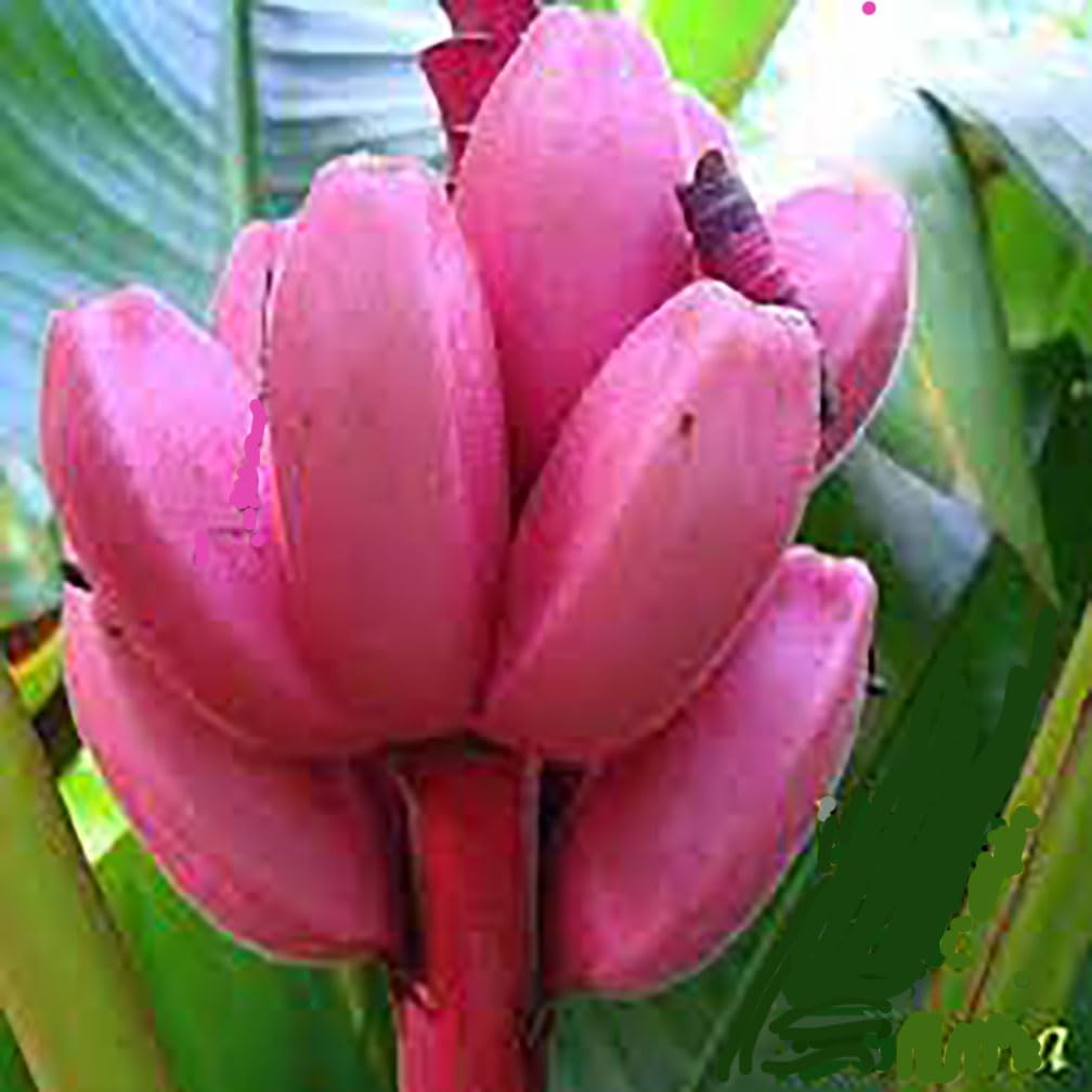 Pink Banana Fruit Seeds for Planting - Unique, Rare Variety for Garden Enthusiasts