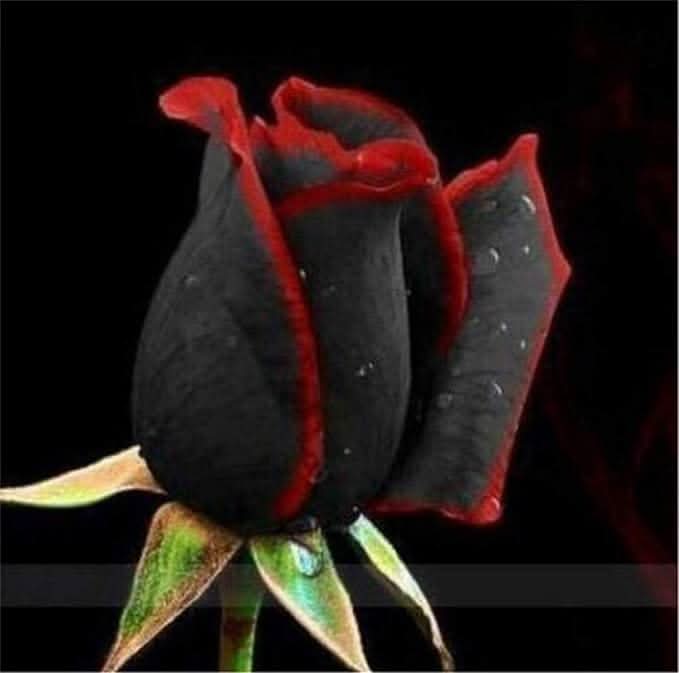 multicolored rose flower seeds