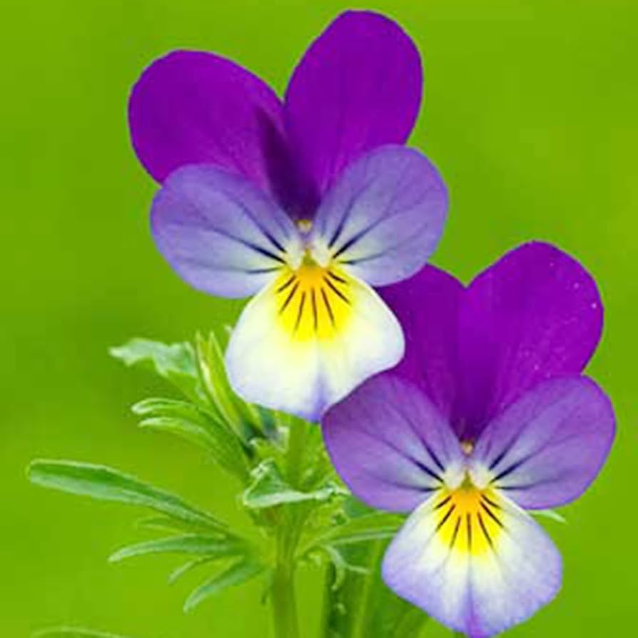viola king flower seeds