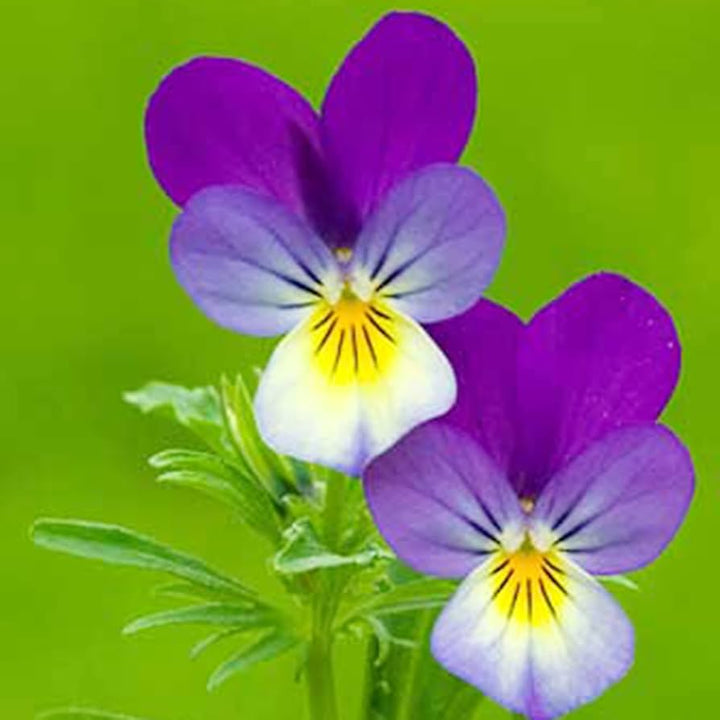 Viola King Heinrich Viola X Wittrockiana Planting Flower Bed Flower Seeds Home Garden
