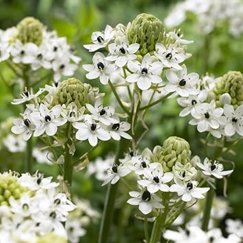 white heirloom flower seeds