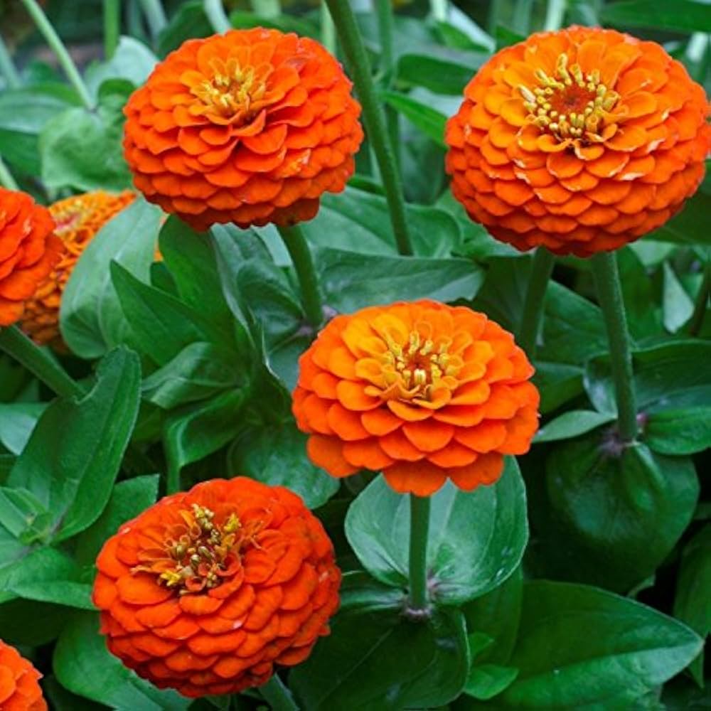orange organic flower seeds