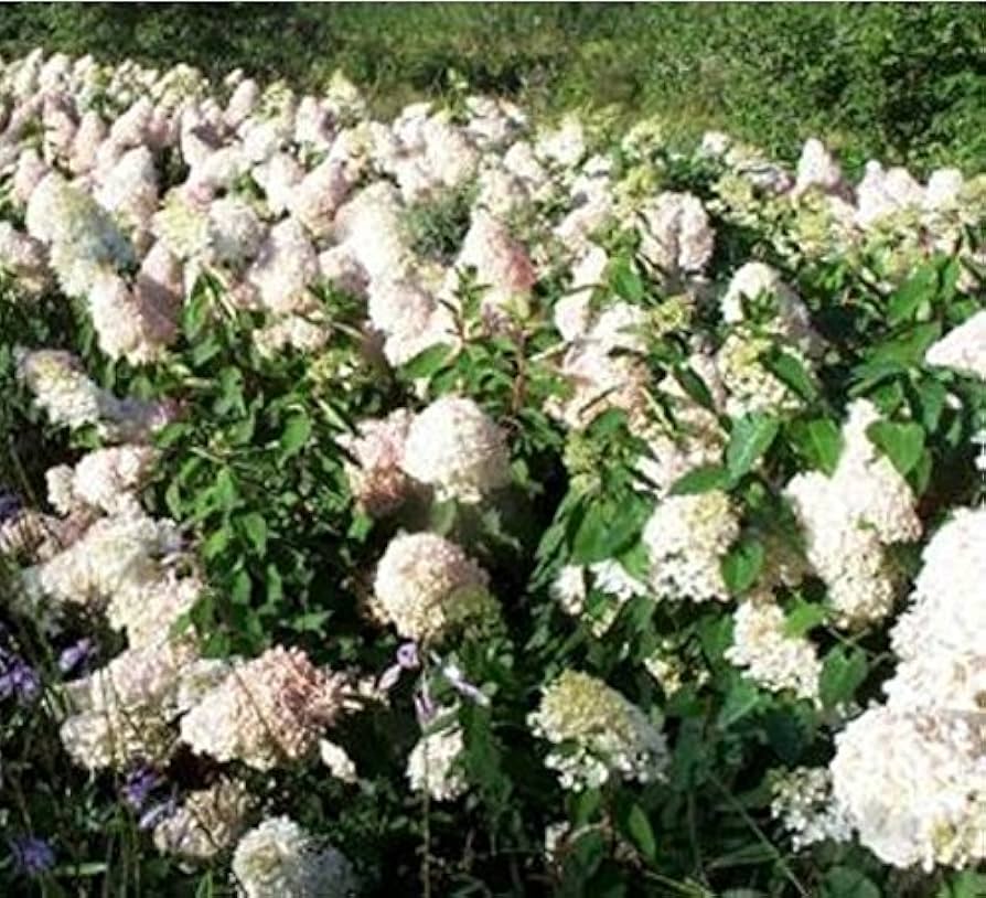 hydrangea hydrangea flower seeds