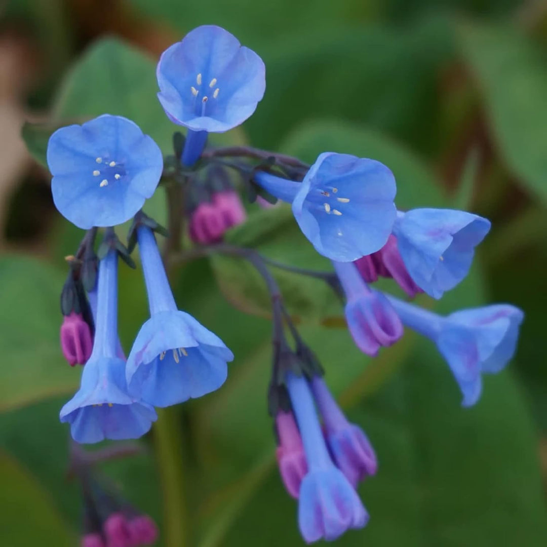 Mertensia blomsterfrø til plantning - 100 stk