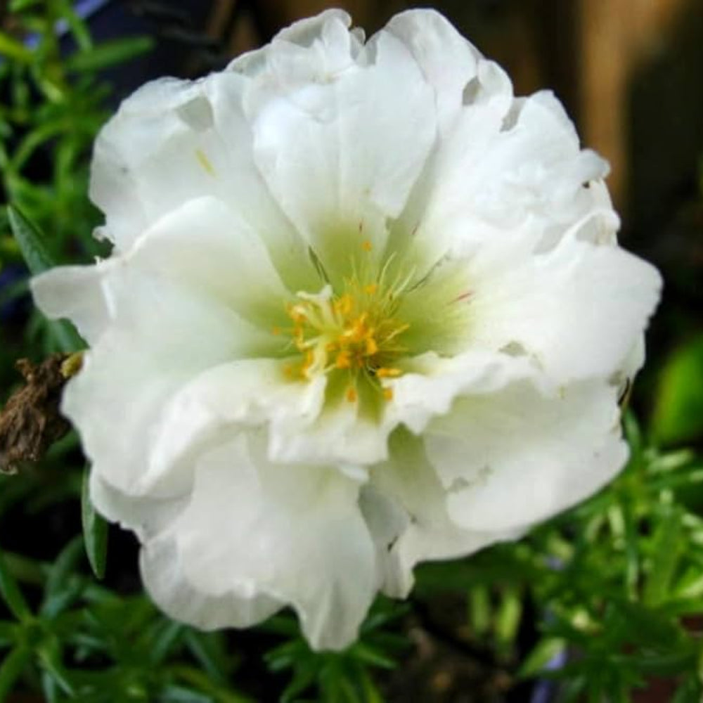 portulaca moss flower seeds