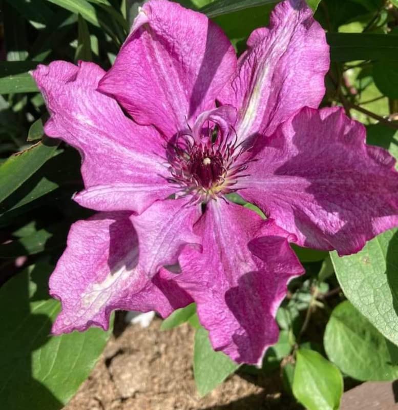 clematis flower flower seeds
