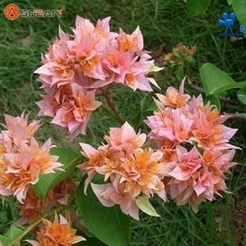 fresh blooming flower seeds