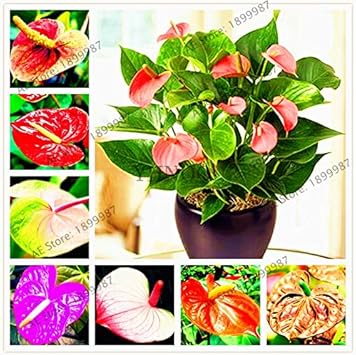 Flower Seeds, Seeds for Planting, Plant Seeds