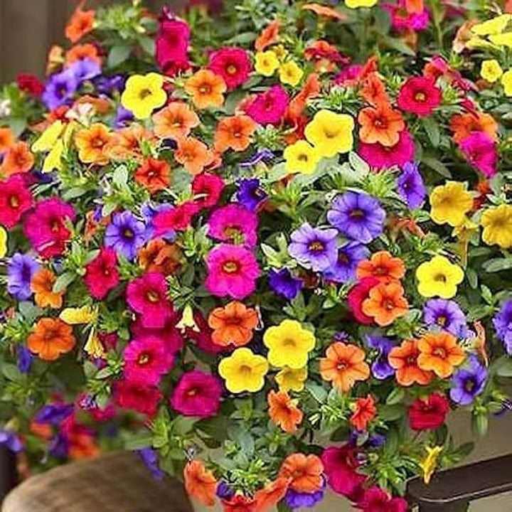 Multi-Colour Hanging Petunia Flower Seeds – Heirloom Non-GMO High Germination Seeds for Planting