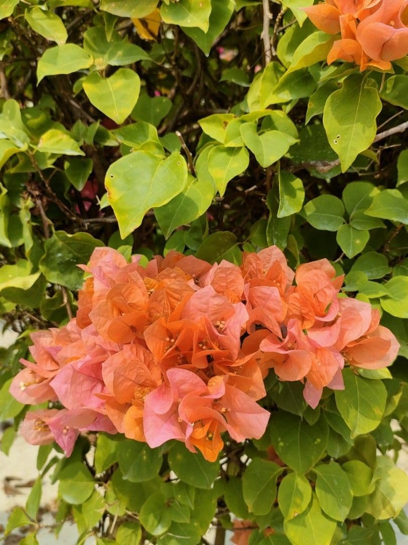 Orange Pink Bougainvillea Flower Seeds for Planting – Heirloom, Non-GMO, High Germination Climbing Seeds