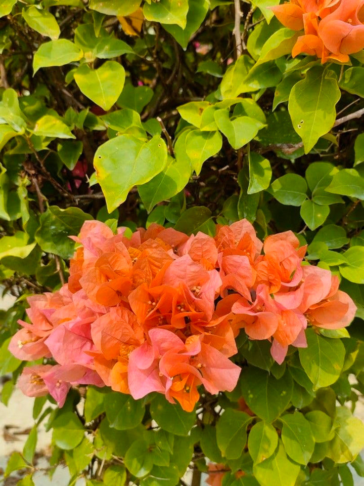 Orange Pink Bougainvillea Flower Seeds for Planting – Heirloom, Non-GMO, High Germination Climbing Seeds