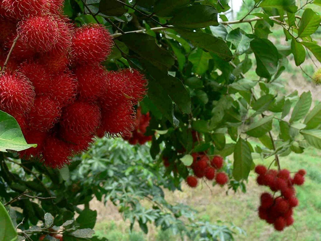 Rambutan Red Fruit Seeds – Exotic Tropical Fruit Seeds for Garden Planting